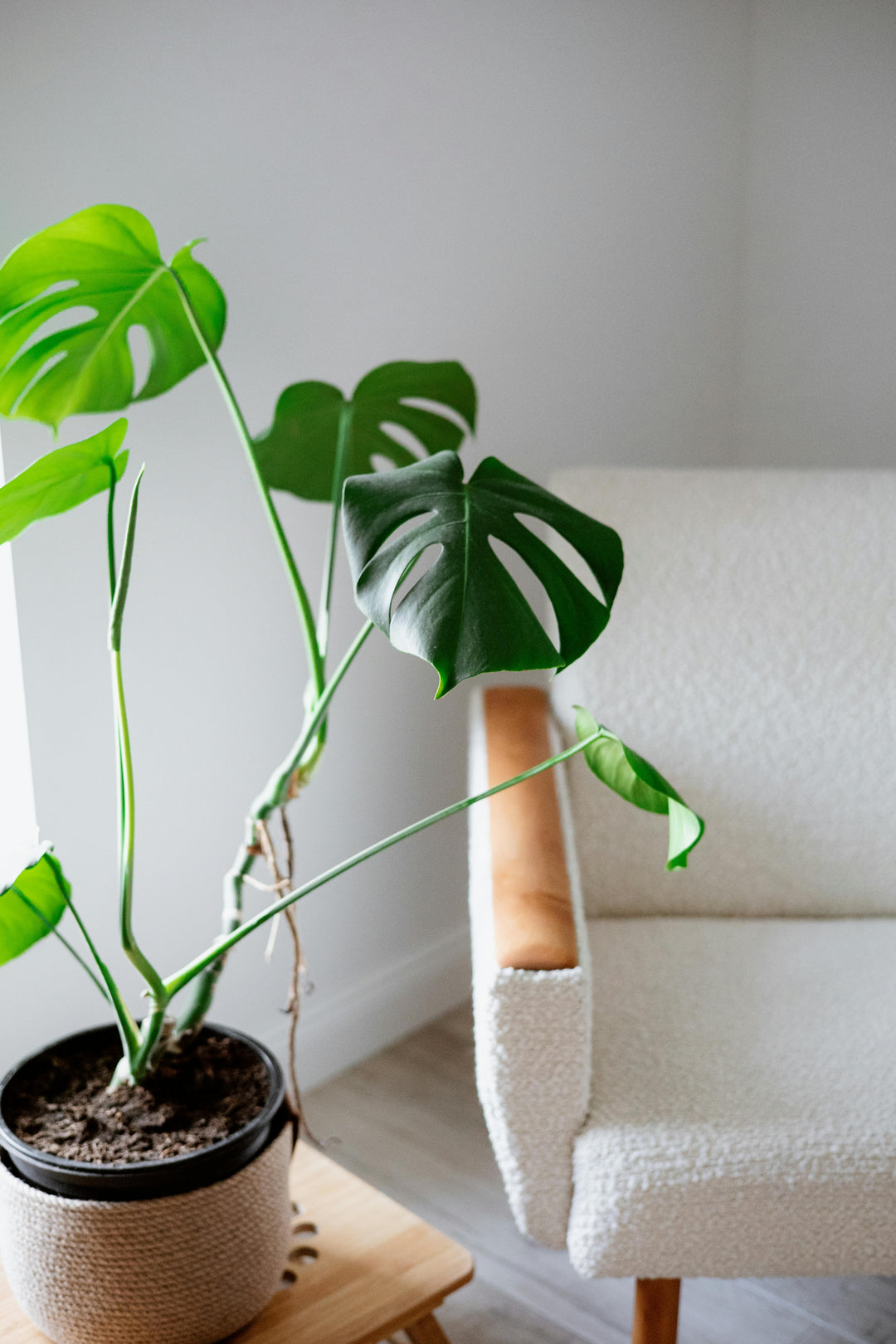 🌿 Monstera Deliciosa