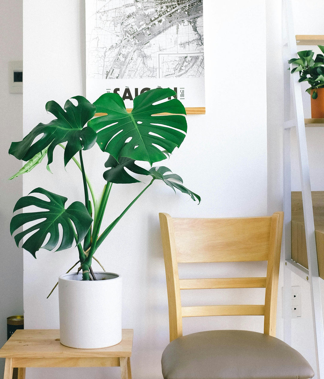 🌿 Monstera Deliciosa