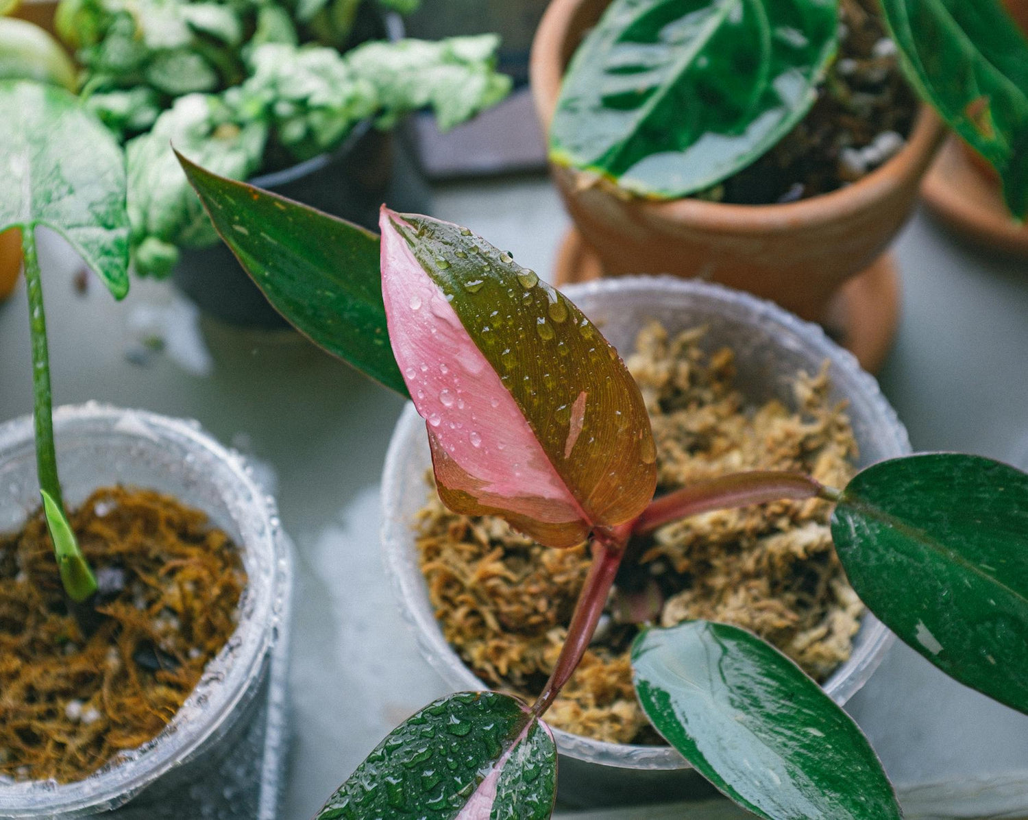 🌿 Philodendron Pink Princess