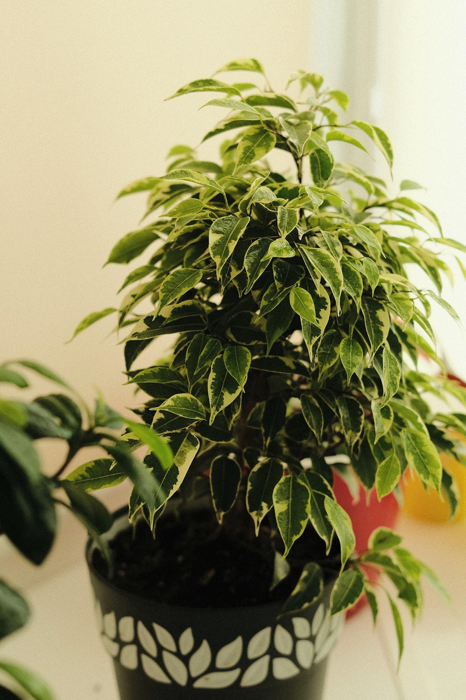 🌿 Ficus ‘Samantha’