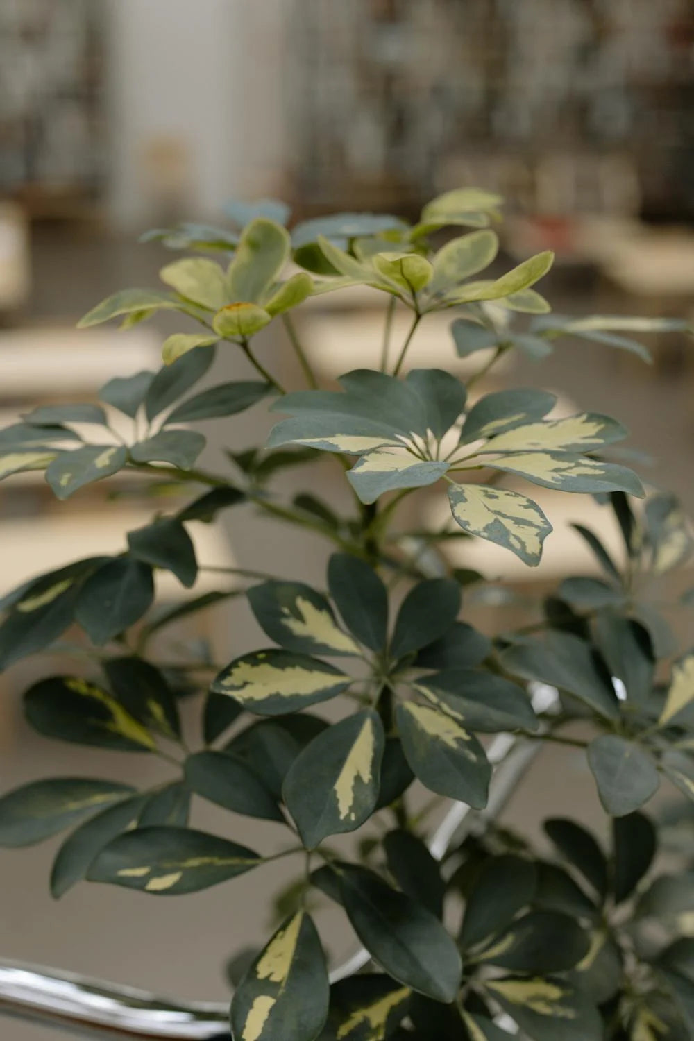 🌿 Schefflera arboricola