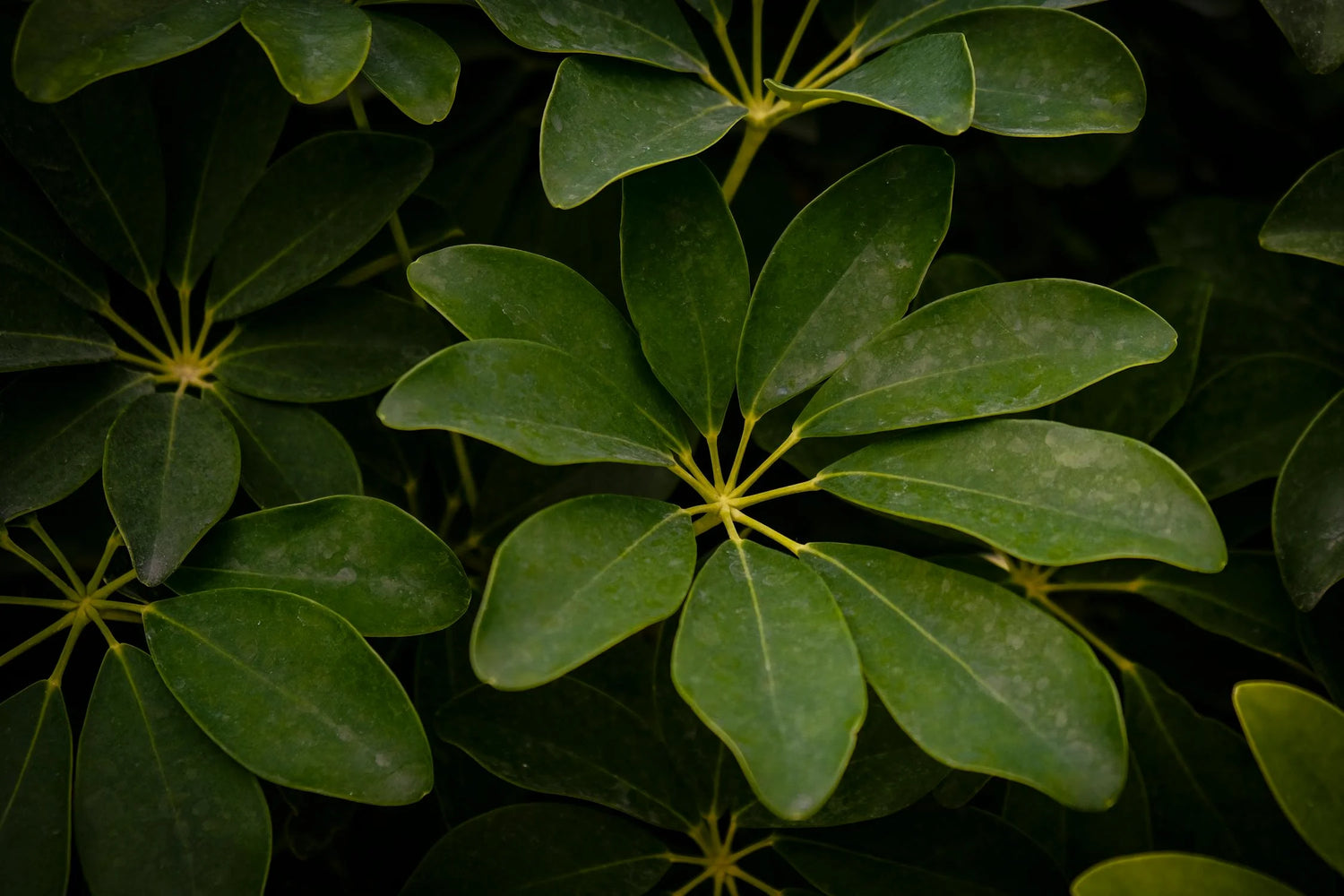 🌿 Schefflera arboricola