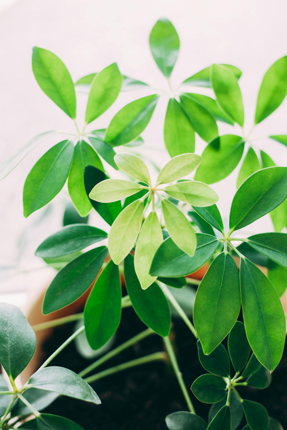 🌿 Schefflera arboricola