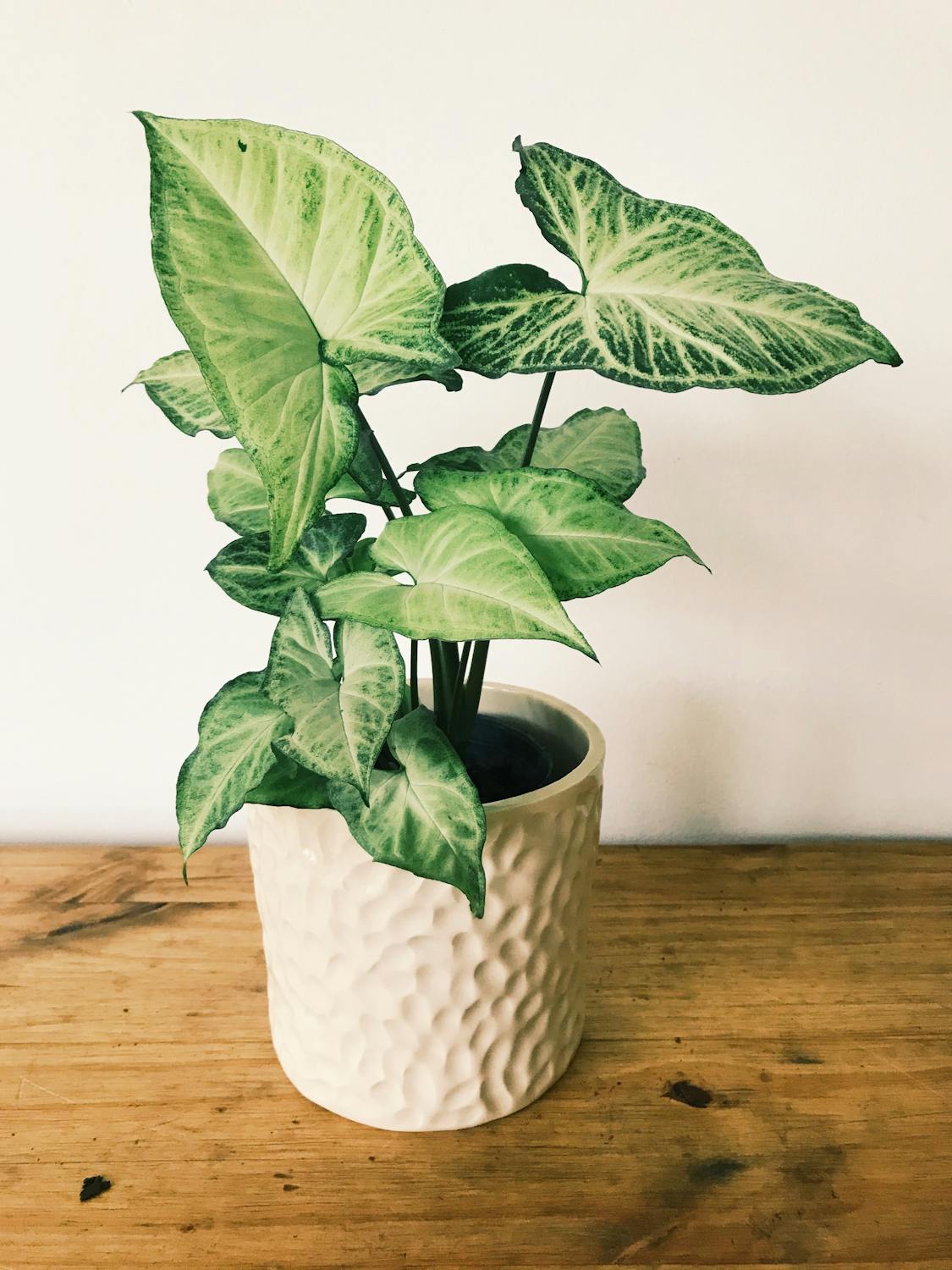 🌿 Singonio Plateado