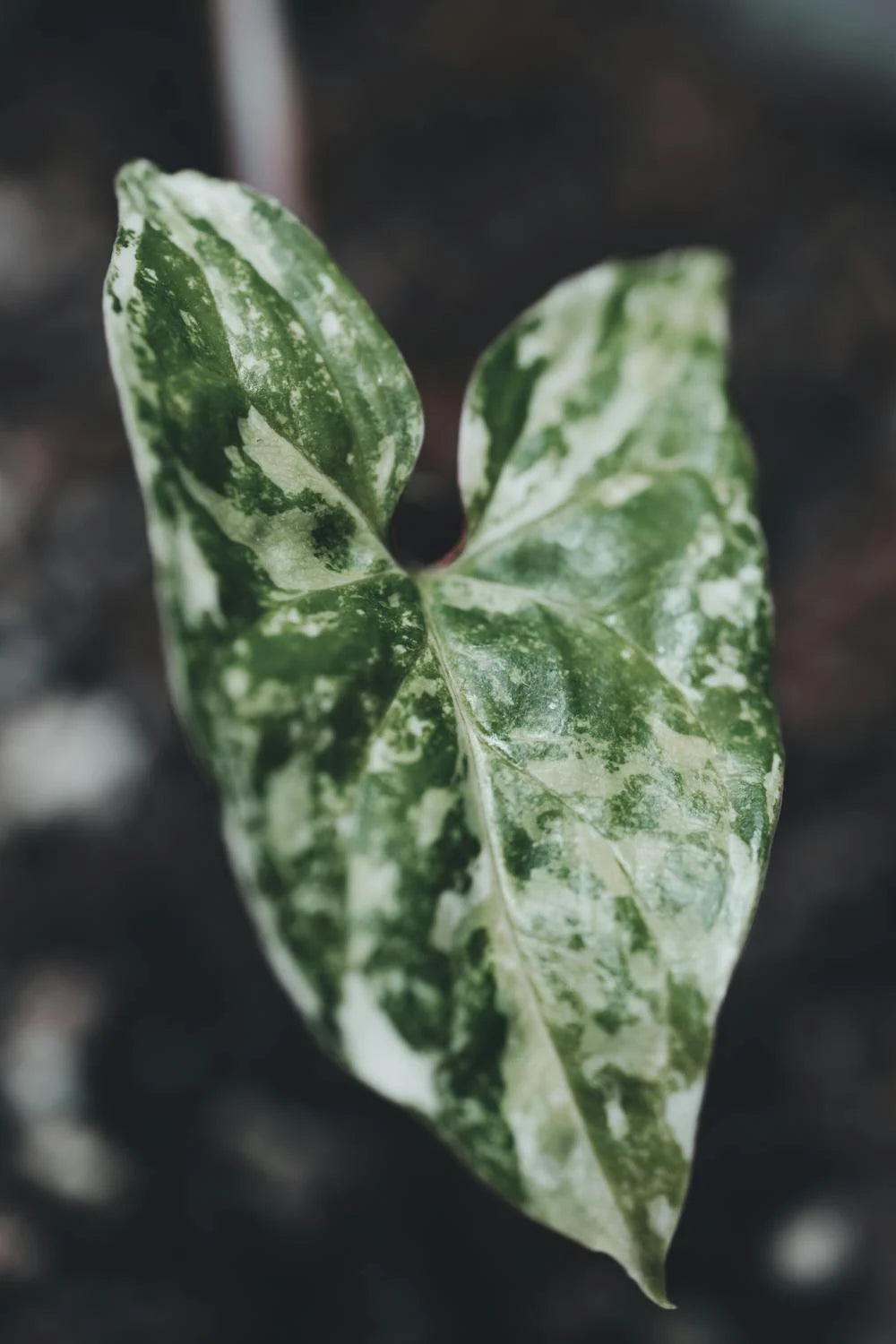 🌿 Singonio Variegado