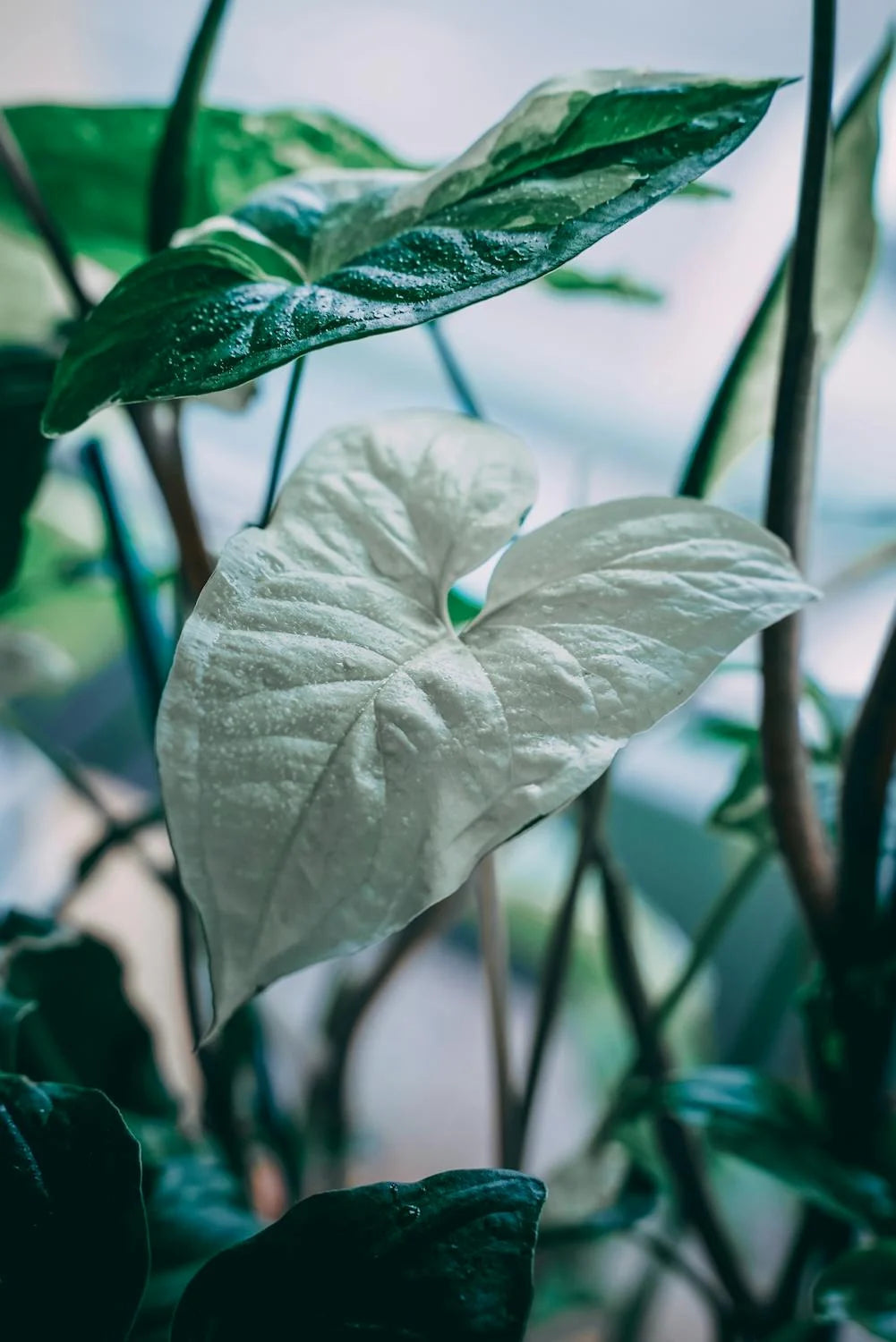 🌿 Singonio Variegado