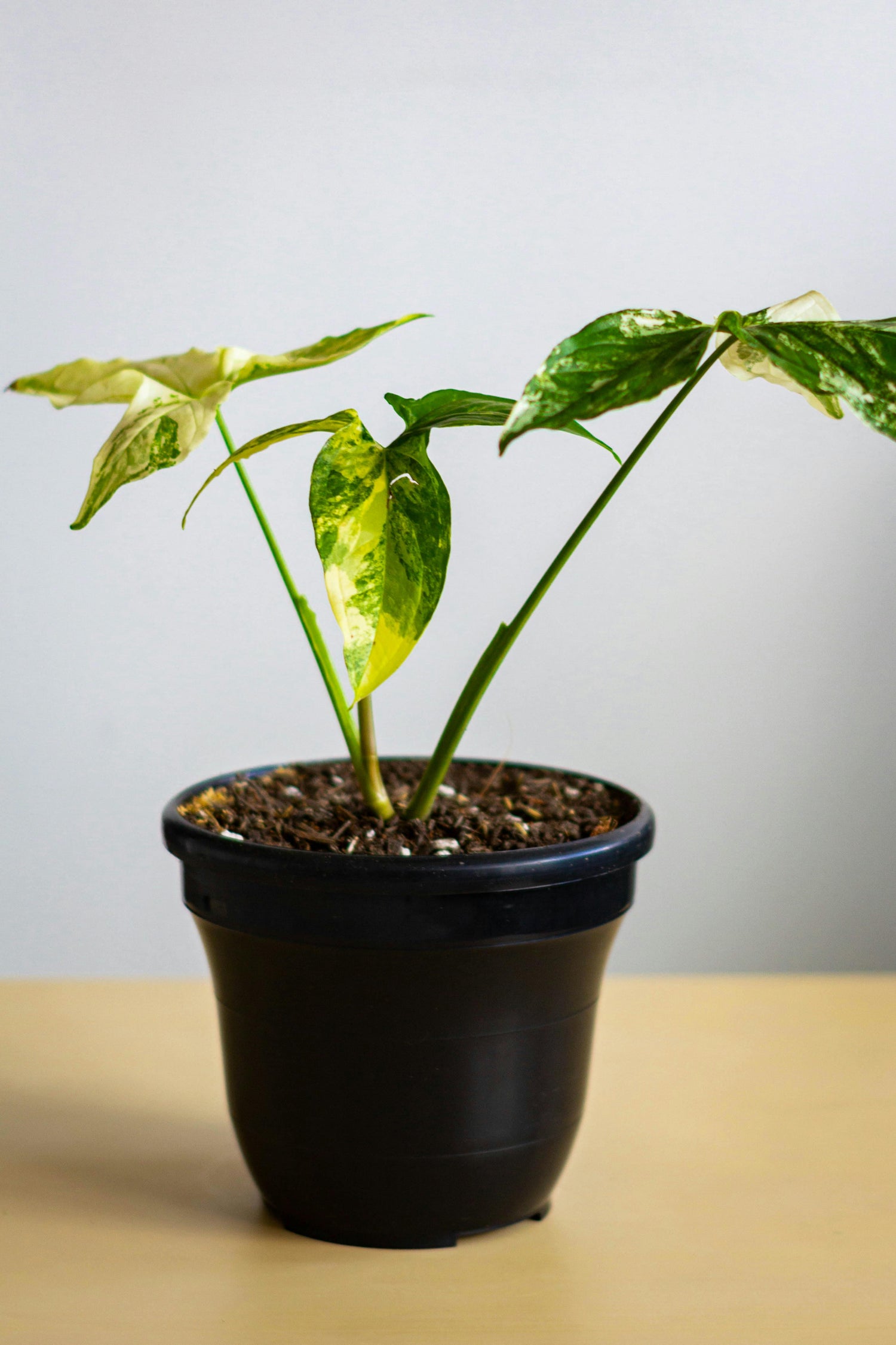 🌿 Singonio Variegado